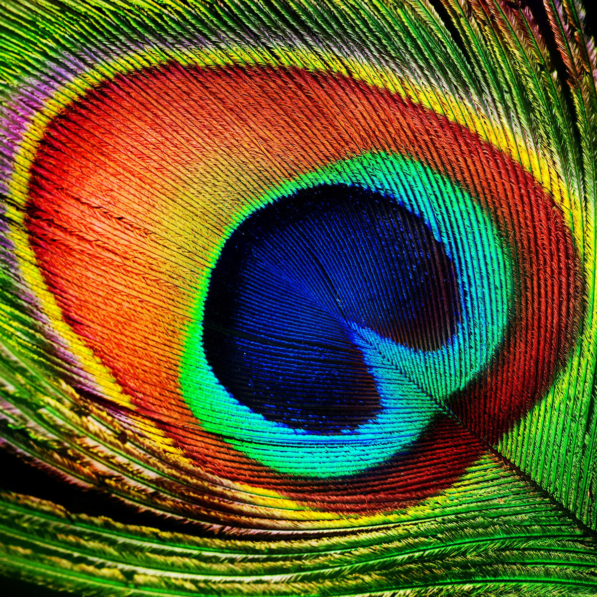 Healing Spa Menu Peacock Feather