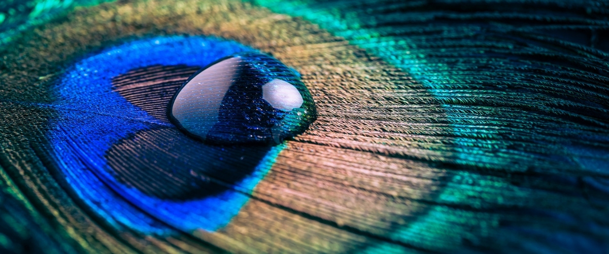 Raindrop Therapy at Bella Donna Spa Rain drop on peacock feather representing Raindrop Therapy at Bella Donna Spa
